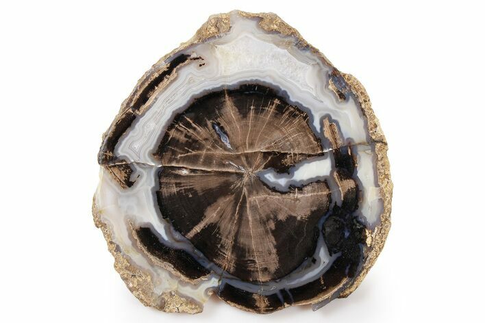 Petrified Wood (Schinoxylon) Round - Blue Forest, Wyoming #263905